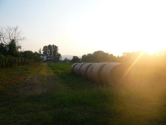 Agriturismo Bosco Del Fracasso Scandiano Exteriér fotografie